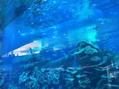 -迪拜水族馆及水下动物园