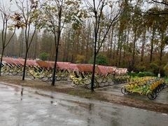 -黄海国家森林公园