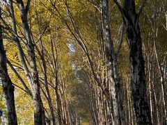 -长白岛森林公园