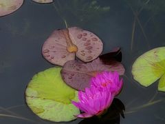 -莲花池公园