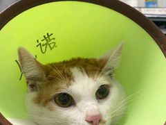 -瑞派先诺宠物医院•猫专科•普外科•中兽医(佛山院)