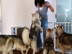 -Husky Go! 哈士奇体验馆·宠物咖啡厅狗咖