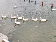 -莲花池公园