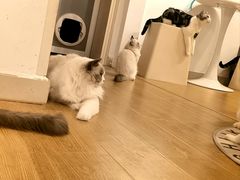 -有喵·猫咖·狗咖·30几只猫10只小狗(岗厦店)