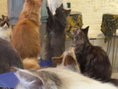 -平行世界·猫咖(首经贸店)