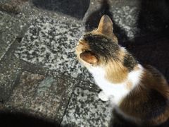 -贤兴甜汤