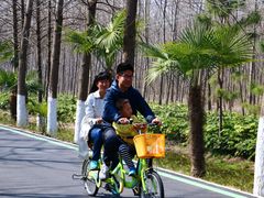 -合肥滨湖国家森林公园