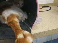 -伟伟宠物医院·CT影像中心·瑞派犬猫综合性门诊(汉口总院)