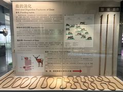 -北京麋鹿生态实验中心