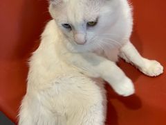 -平行世界·猫咖(首经贸店)
