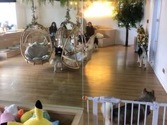 -Husky Go! 哈士奇体验馆·宠物咖啡厅狗咖