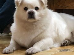 -美联众合动物医院·24h转诊中心