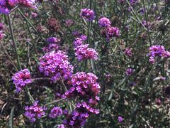 -紫海香堤香草艺术庄园