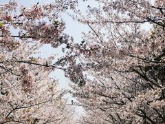 -高东镇樱花园