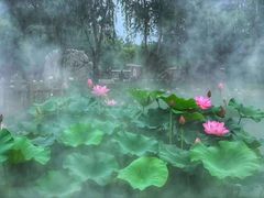 -微山湖红荷湿地景区