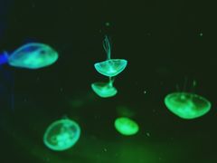 -暹罗海洋世界