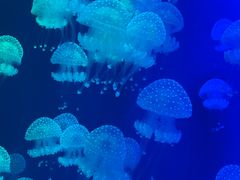 -福州罗源湾海洋世界旅游区