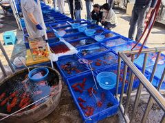 -中环花鸟鱼虫市场