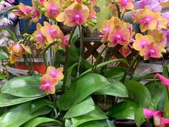 -双季花艺园艺市场(浦东店)