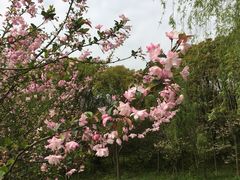-昆山城市生态森林公园