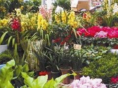 -三圣花乡旅游区