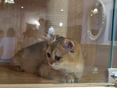 -猫猫幼稚园·撸猫·桌游·电玩