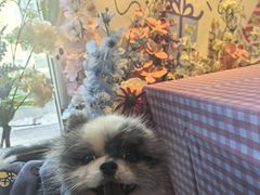 -百好乐宠物友好餐厅(朝外大街店)