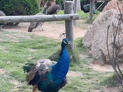-西霞口神雕山野生动物世界