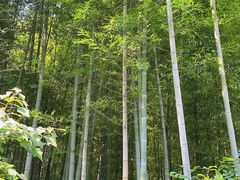 -冶父山国家森林公园