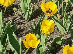 -长春公园(普阳街道)