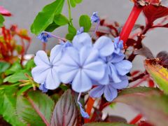 -荷兰花海