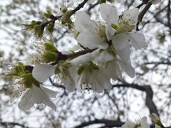 -桃花堤公园