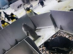 -大连圣亚海洋世界