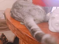 -猫色咖啡·猫咖