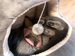 -伟伟宠物医院·CT影像中心·瑞派犬猫综合性门诊(汉口总院)