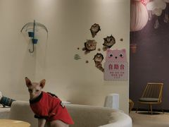 -藏猫猫咖啡主题馆(中央大道店)