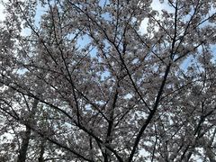 -高东镇樱花园