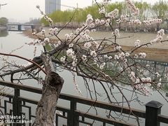 -桃花堤公园