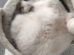 -共舞时光猫咖·狗咖(新街口店)