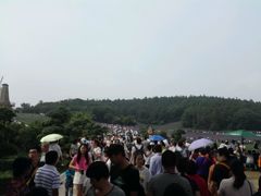 -大塘金香草谷
