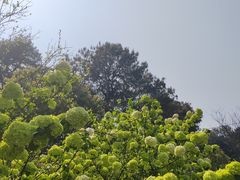 -铁山坪森林公园