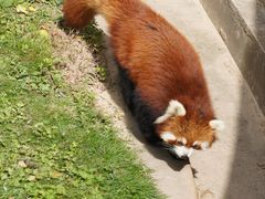 -青藏高原野生动物园