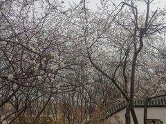 -桃花堤公园