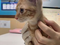 -宠颐生猫科·内科皮肤科(西平世纪城店)