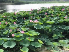 -蒲河岛湿地公园