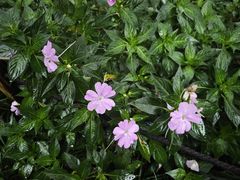 -深圳市中科院仙湖植物园