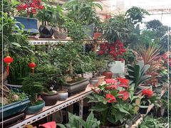 -金陵花卉交易市场