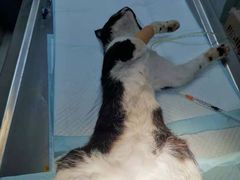 -关爱动物医院·心脏·中兽医·异宠(金牛路分院)