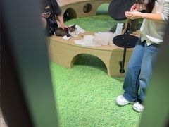 -爪爪喵星球·猫舍(卓悦中心店)