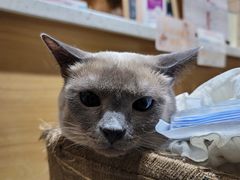 -滚猫咖啡·猫咖·猫友好撸猫(未来城店)